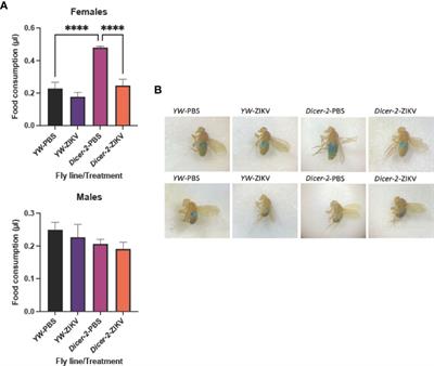 Zika Virus Induces Sex-Dependent Metabolic Changes in Drosophila melanogaster to Promote Viral Replication